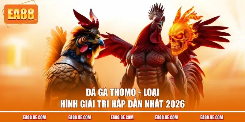 Đá Gà Thomo - Loại Hình Giải Trí Hấp Dẫn Nhất 2026