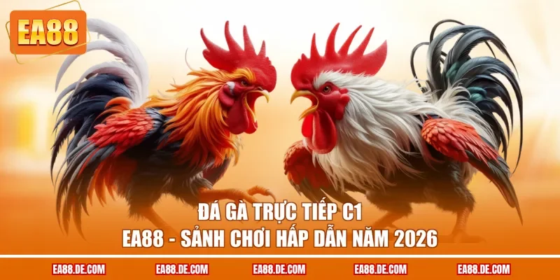 Đá Gà Trực Tiếp C1 EA88 - Sảnh Chơi Hấp Dẫn Năm 2026