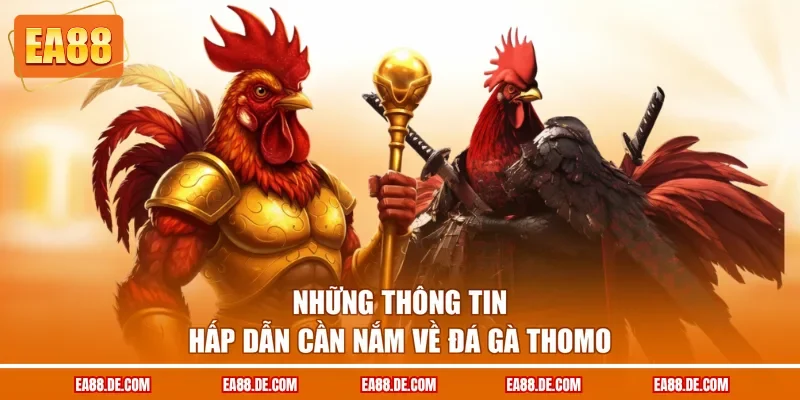 Những thông tin hấp dẫn cần nắm về đá gà Thomo